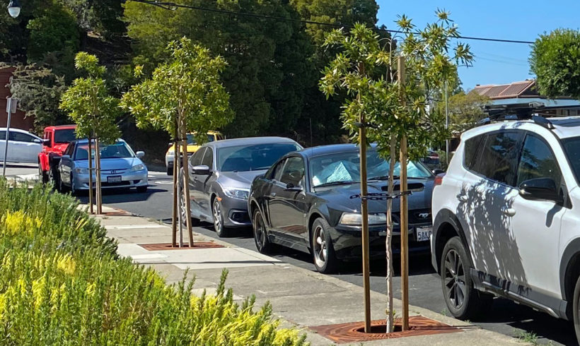 Caledonia Street Trees