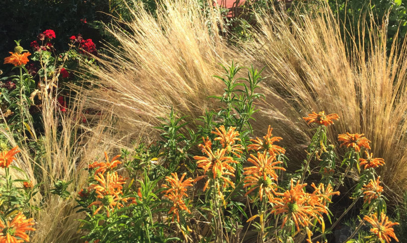 Caledonia Plantings