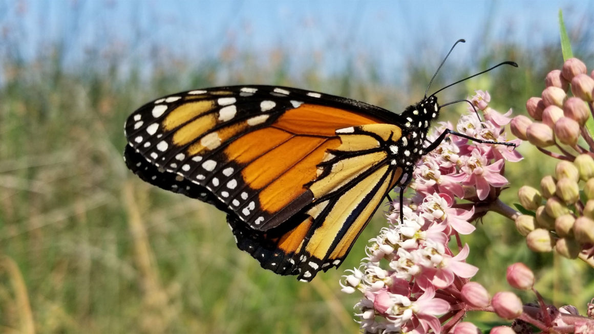 Monarch Mystery in Marin