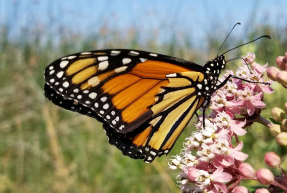 Monarch Mystery in Marin