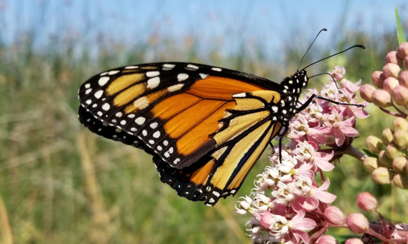 Monarch Mystery in Marin