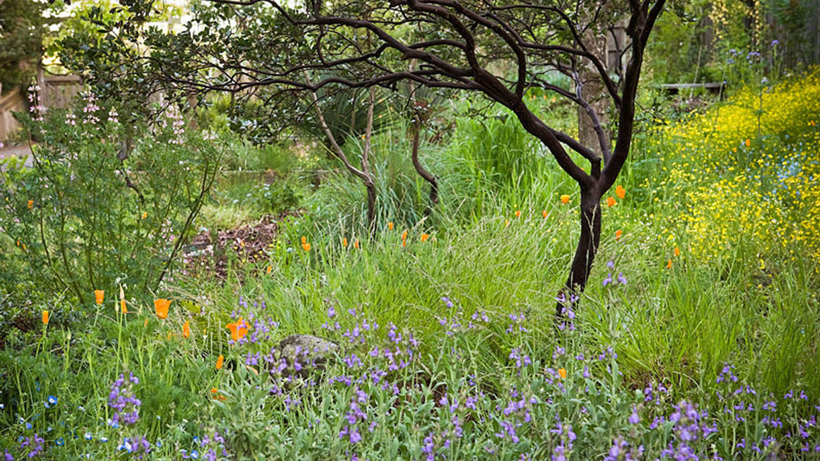 Native Plant Week