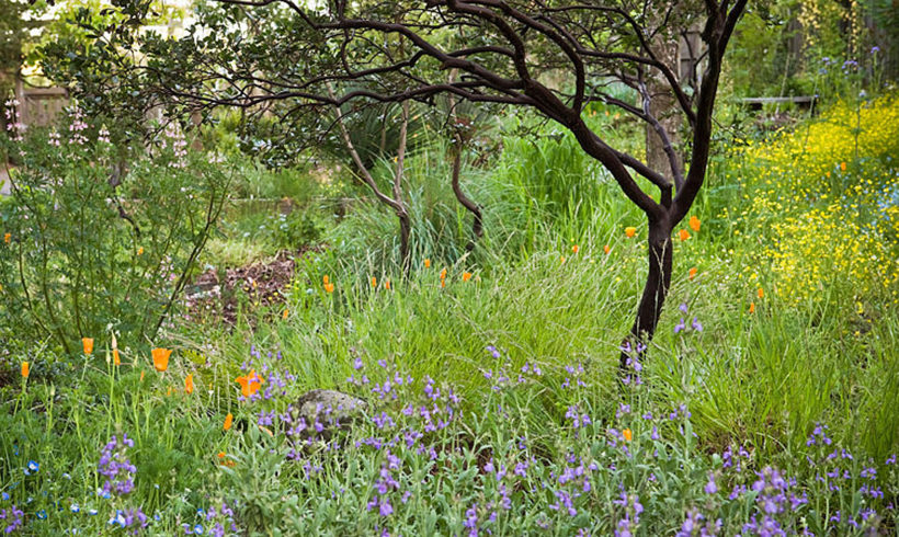 Native Plant Week