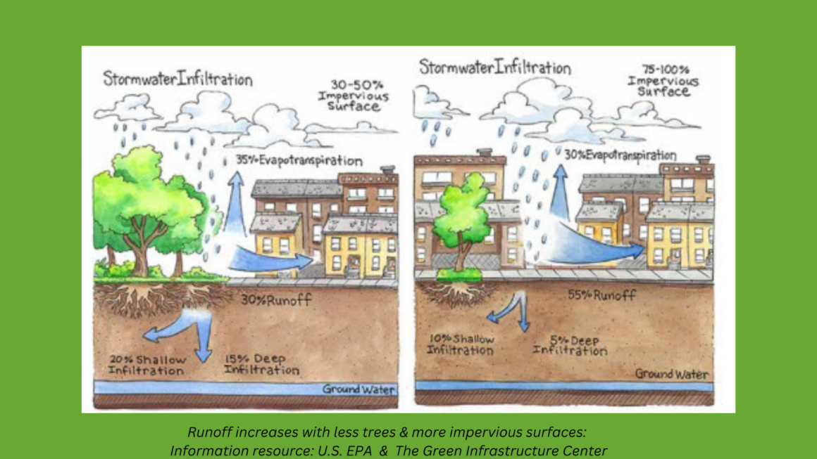 Trees & Storms – Why Sausalito Needs to Preserve & Plant  More Trees 