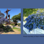 Native Plant of the Month: Ceanothus (California Lilac)